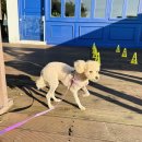 오산25시종합동물병원 | [오산강아지보호소] 댕냥이 입양 전, 꼭 알아야 할 모든 것 (솔직 후기)