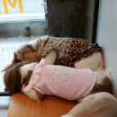 미리내동물병원 이미지