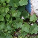 덩굴해란초 Cymbalaria muralis P. Gaertn., B. Mey. &amp; Scherb.(현삼과 덩굴해란초속)) 이미지
