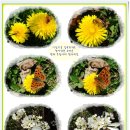 벌과나비 이미지