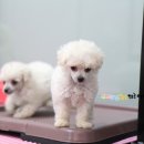 헬로 퍼피 이미지