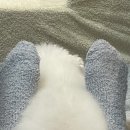 울산제이앤독애견샵 | 울산 애견 미용 - 남구에 위치한 제이앤독 단골 미용 후기!!