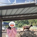 10년만의 제주도 3박 4일 커플 여행 일기 - 3 [제주도 2일차 제주투어패스 완전정복 여기왕봥썽? ]