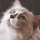 넬동물의료센터 이미지