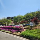 GS25 산청대명점 | [산청가볼만한곳] 꽃잔디 명소 봄에 꼭 가야할 &#39;대명사&#39;