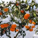 리나농장 이미지