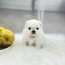 앙쥬펫 강아지분양 은평구점 이미지