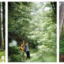 (숲치유) 27. 숲에서 암을 이긴다 – 숲에서 즐겁고 효과적으로 운동하기 이미지
