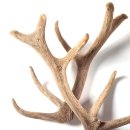 계성한의원 | (논문 Review) 골절, 골다공증, 골밀도 저하에는 녹각(鹿角) 한약을 추천! (길음동 한의원)