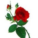 장미빛인생 이미지