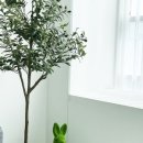 올리브조화 이미지