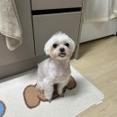 팡팡애견 | 김해 애견미용 훈육미용 전문 삼계동 애견팡팡 만족 후기