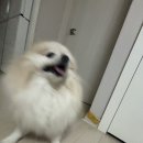 털뭉탱이 이미지