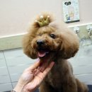 루비펫살롱 이미지