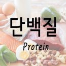 단백질의 효능과 기능들 이미지
