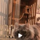 타이니멀_TINYMAL 이미지