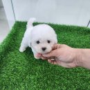 행복한 강아지 이미지