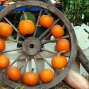 대세2농장 이미지