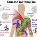 포도당 glucose 이미지