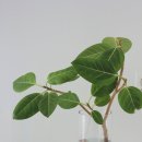 뱅갈온니 | [인테리어 식물- 뱅갈고무나무, 물꽂이,삽목 키우기 후기!] 식탁위에 꽃 대신 ! 벵갈고무나무 추천...