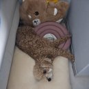 해피애견 | 산곡동 애견미용 믿고 맡기는 해피테일 푸들 미용 후기