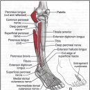 메드랩 | 발목 재활 운동 : 뒤정강근(후경골근, Tibialis posterior)과 긴종아리근(장비골근, Fibularis Longus...