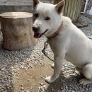 일락농원 이미지