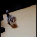 아담스펫 강아지분양 고양이분양 창원점 이미지