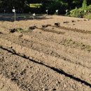 장순농장 | 김장배추심는시기, 김장배추심기 배추모종 키우기 배추벌레 예방 위해 한랭사 설치