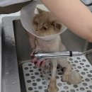묘발소 이미지