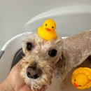 이츠펫 살롱 이미지