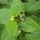 나무향기펜션 이미지