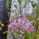 경산시 남매근린공원 | 봄을 품은 [남매지]는 언제 만나도 정답!!!봄꽃으로 화사하게 빛나는 경산 핫풀 [남매근린공원] 2026.4.4