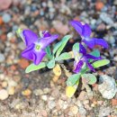 비단향꽃무 이미지