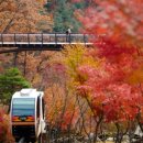 (주)중부렌트카(상당) | 2025년 곤지암 화담숲 예약 방법 모노레일 요금 단풍시기