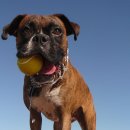 땡칠이네 이미지