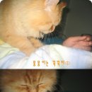 뭉뭉이네 이미지