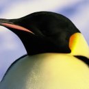 펭귄 이미지