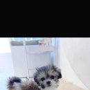 퍼피라이프 이미지