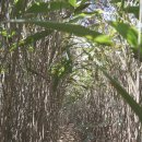 유림-1071 | 가야산 코박이재(1071m) 언저리-(성주군 가천면 만귀정 원점회기)-170226