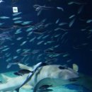 롯데월드아쿠아리움 이미지