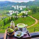 [보성]녹차밭뷰에 힐링 되는 &#34;초록잎이 펼치는 세상&#34;카페/내돈내산 후기
