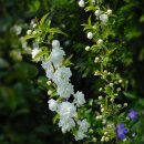 벚나무 Prunus serrulata var. spontanea (Maxim.) E.H.Wilson 이미지