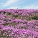 다녀옴 [울산출발] 5월5일(어린이날) 합천 황매산 산행 철쭉축제 이미지