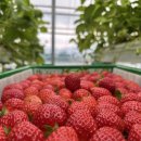 천창일농장 이미지