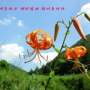 꽃밭에서 이미지