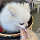 그르르르(grrr!) 이미지