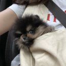 포더독스 강아지 강서 마곡점 이미지