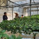 호남 스마트 팜 이미지