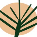 파인트리 스테이 이미지